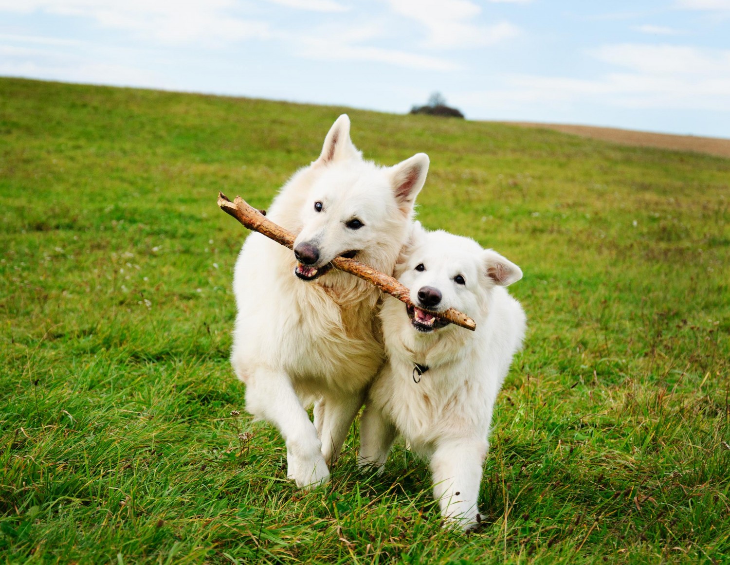 Two dogs playing with a stick in a field